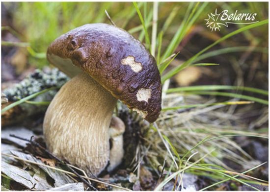 Гриб. Открытка, глянец