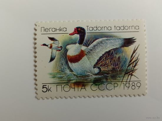1989 СССР. Утки. Пеганка