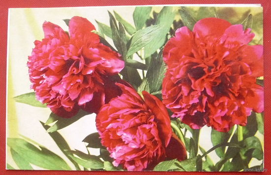 С праздником! Подписанная. Двойная. 1977 года. Круцко. 528.