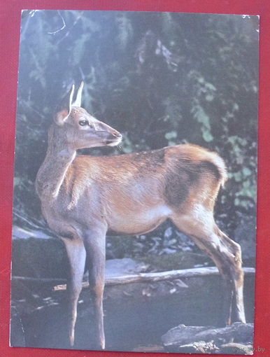 Оленёнок. Чистая. 1990 года. Фото Мельника. 212.