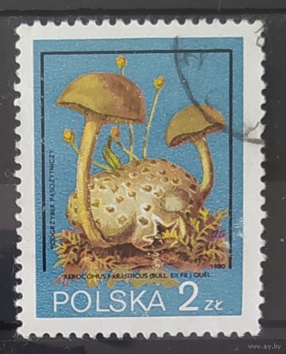 Польша 1980 грибы 1 из 6.
