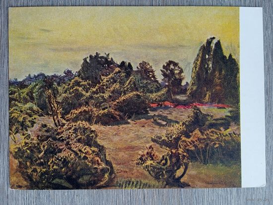 1957. Китс. Можжевельник