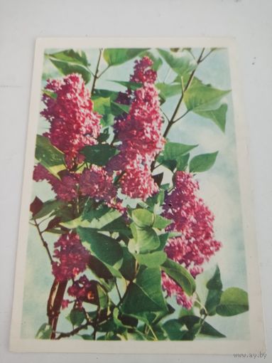 Открытка "Сирень "Шарль Жоли", фото А.Ананьина, 1966г.
