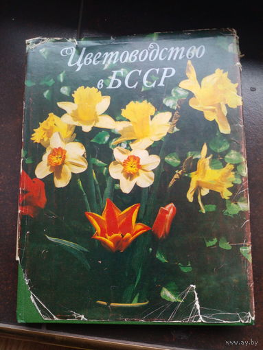 Кудрявцева В. М. Цветоводство в БССР. 1981 г.