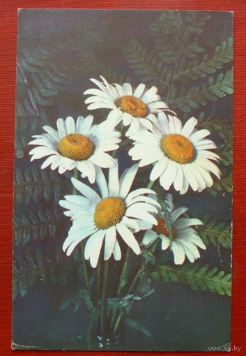 Ромашки. Чистая. 1975 года. Фото Данилкина. *339.