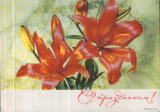 Подписанная открытка 1970г. "Лилии" фото И. Дергилев