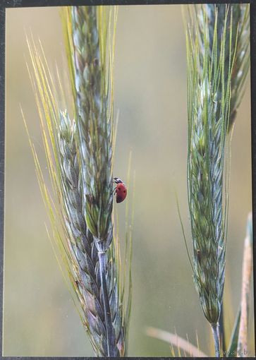 Беларусь 2021 открытка божья коровка.