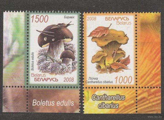 Беларусь. 2008 г. Флора. Съедобные грибы. Боровик. Лисички. **