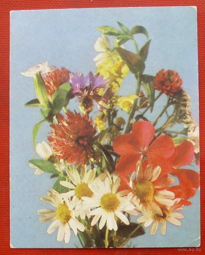 Поздравляю! Чистая. 1986 года. Фото Савалова. Мини.