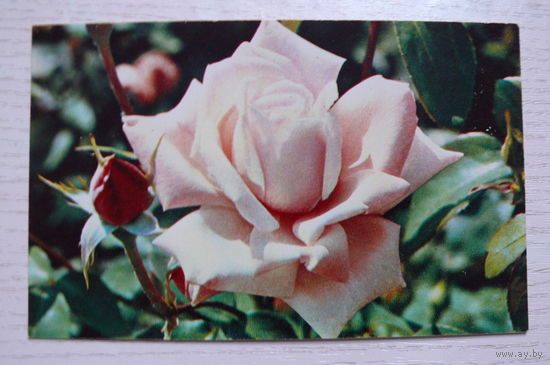 Матанов Н., Роза; 1974, чистая (размер 9*14).