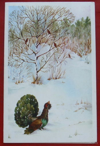 Глухарь. Чистая. Двойная. 1987 года. Величкина. 1040.