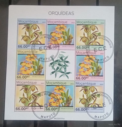 ЛИСТ ФЛОРА ЦВЕТЫ ГРИБЫ  СТО