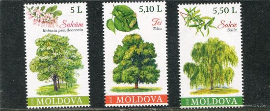Молдавия 2025. Деревья. Охрана лесов
