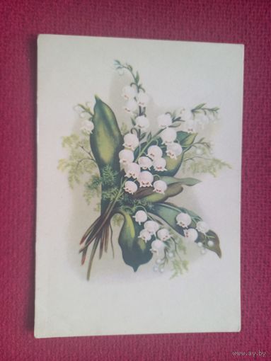 Ландыши. Октообер 1957 г. Чистая. Кр1.