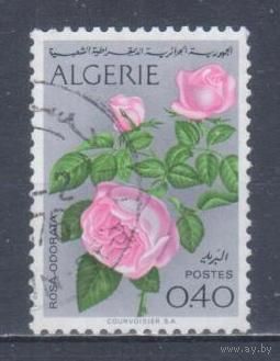 [352] Алжир 1973. Флора.Цветы.Розы. Гашеная марка.
