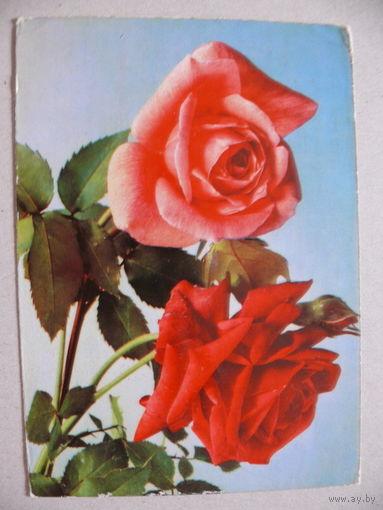 Открытка ГДР, Цветы (2), 1965, чистая (роза).