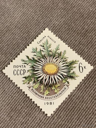СССР 1981. Колючник бесстебельный. Марка из серии