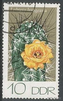 ГДР. Цветы. Кактусы. 1974г. Mi#1923.