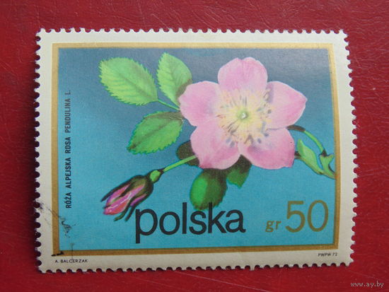 Польша 1972 г. Цветы.