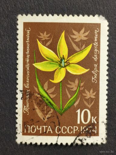 1974 СССР. Цветы альпийских лугов Центральной Азии. Тюльпан волосистотычиночный