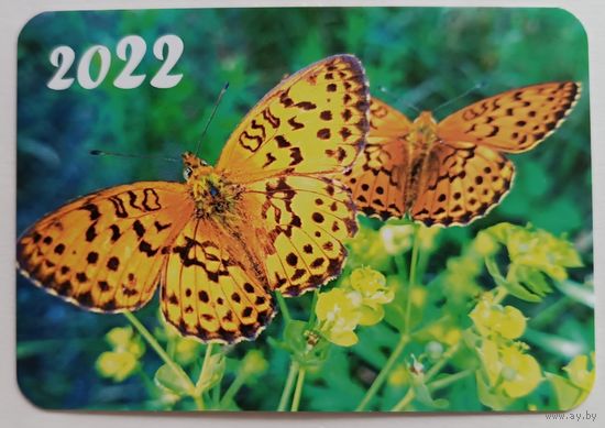 Бабочка. Календарик, глянец, 2022. ТРАСКО