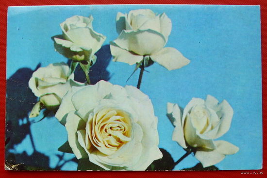 С Праздником! Чистая. Двойная. 1981 года.
