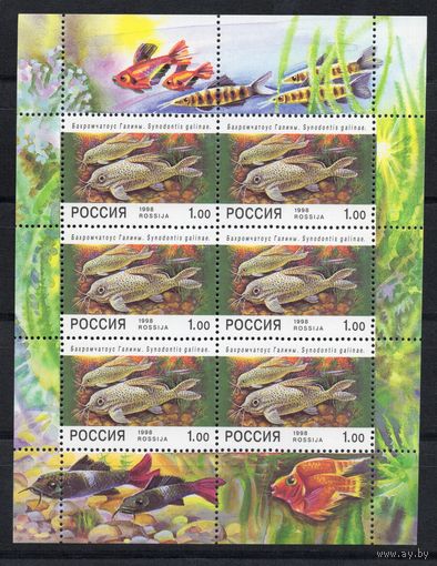 Россия 1998. Аквариумные рыбы. Малый лист (221)