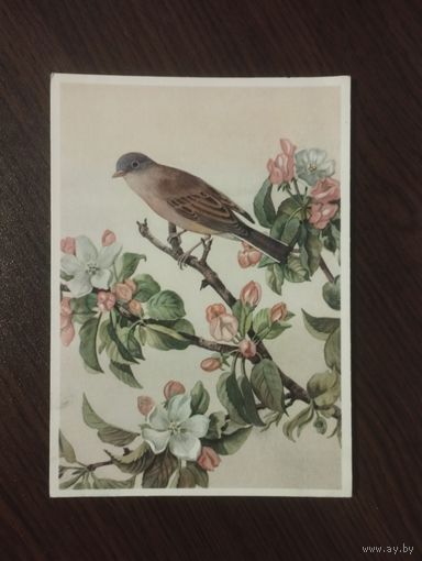 Славка серая.