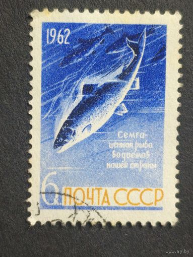 1962 СССР. Рыбы. Атлантический лосось