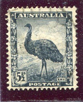 Австралия. Стандарт. Фауна. Страус