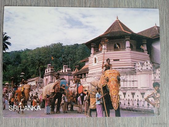 Этнография. Шри-Ланка. Традиционное шествие в честь священного зуба господа Будды