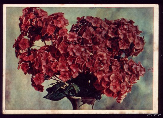 1963 год И.Шагин Флоксы