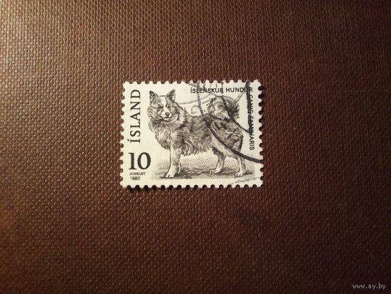 Исландия 1980 г.Исландская собака.