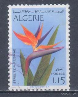 [352] Алжир 1973. Флора.Цветы.Стрелиция. Концовка серии.Гашеная марка.