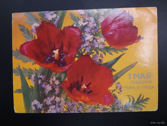1 Мая - праздник мира и труда.  Тюльпаны.  1987 г.
