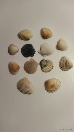 Ракушки морские.