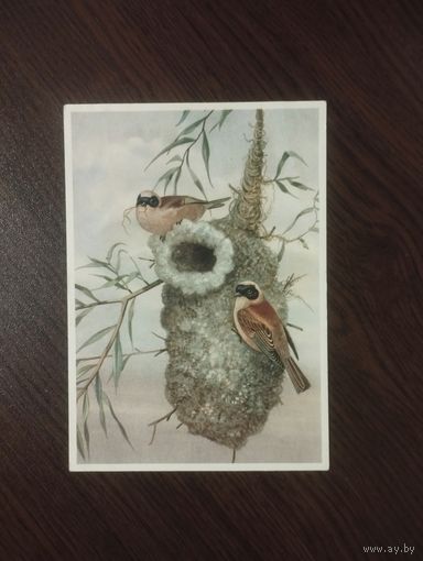 Сумчатые синицы.