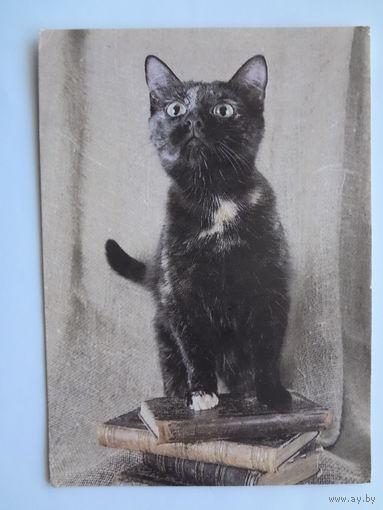 Календарик 1993 г.  Кошка. (123).